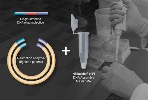 neb enzymes|Reagents For the Life Sciences Industry .